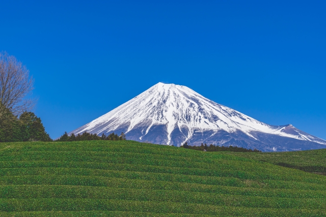 静岡県の茶畑と富士山